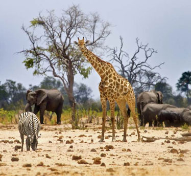 Wild Life